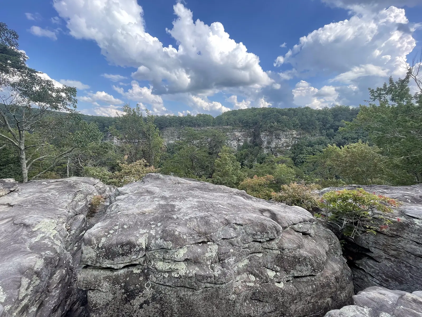 Cloudland State Park in North Georgia - Trails & Tap