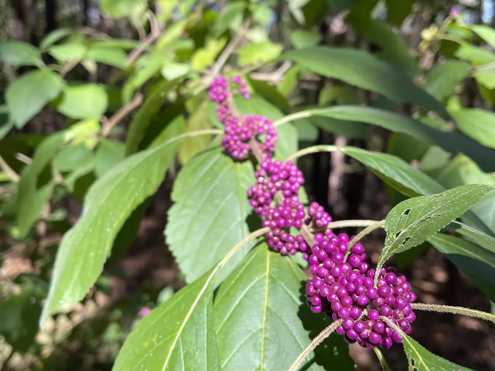Colorful Vegetation on Pinhoti Trail at Pitts Hollow Trailhead - Trails & Tap