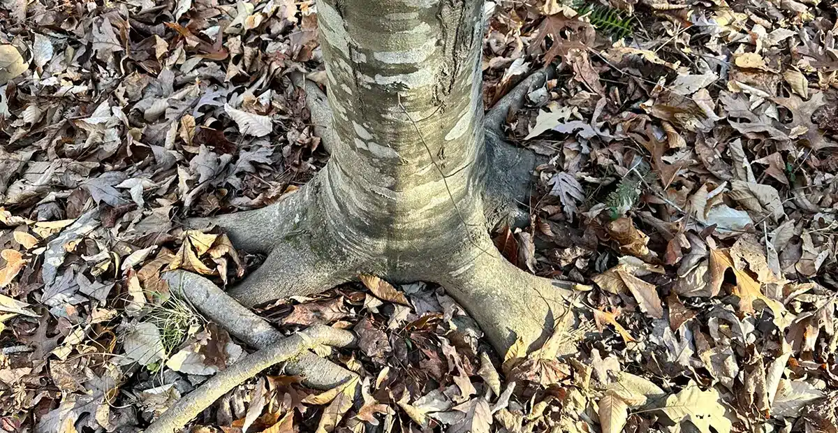 American Beech Tree at Pickett's Mill Historical Site - Trails & Tap