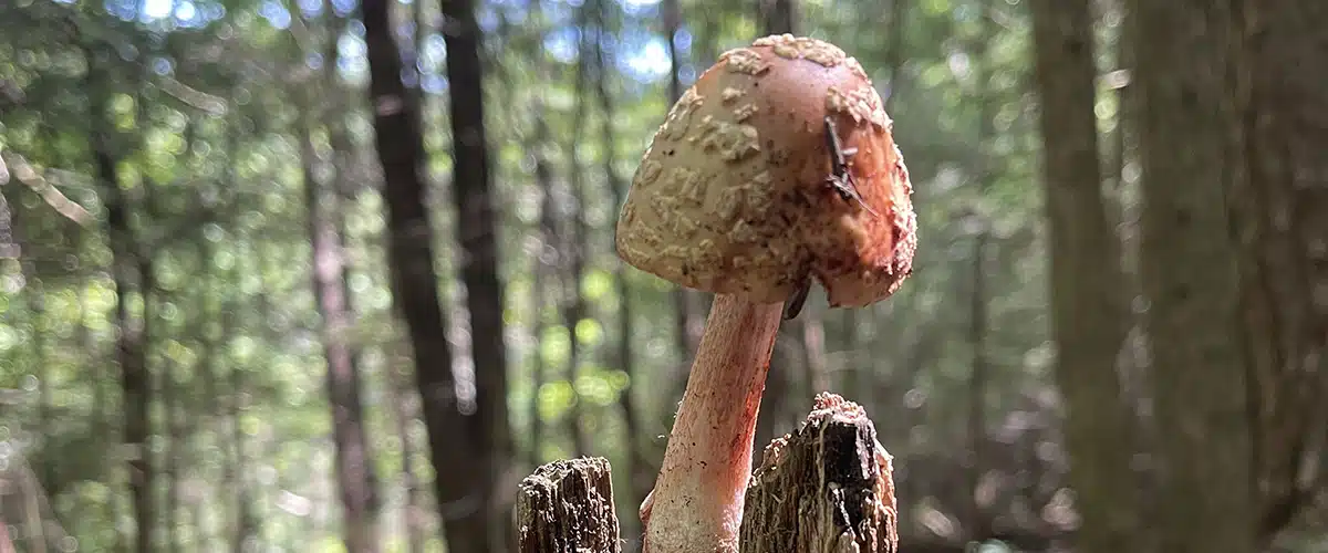 Yellow American Blusher mushroom found at Fall Creek Falls State Park - Trails & Tap