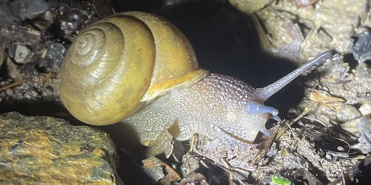 Cohutta slitmouth snail at Fort Mountain State Park in Northwest Georgia