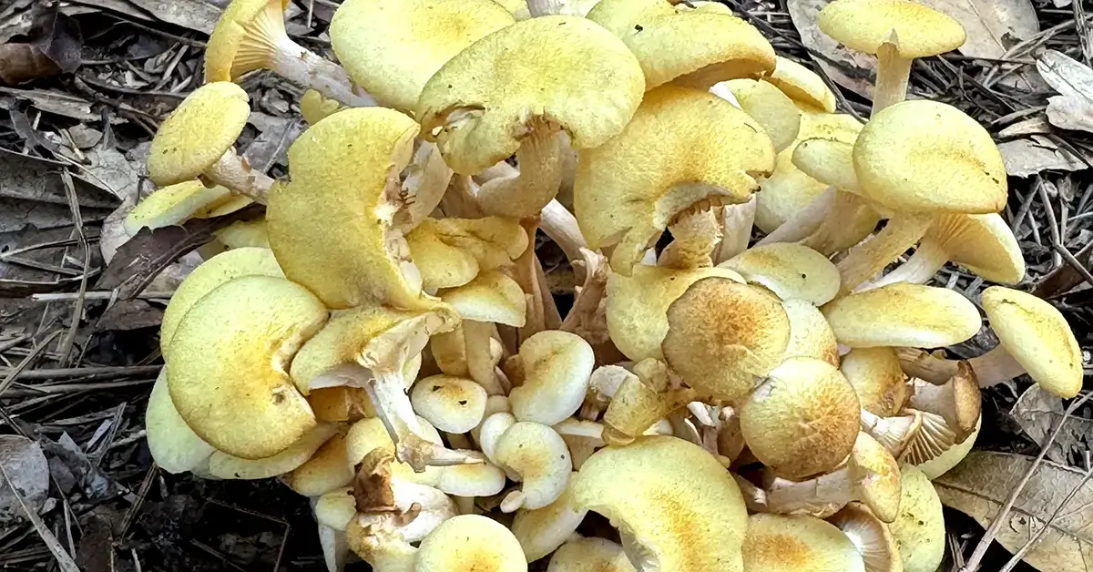 Sulphur Tuft fungi spotted at Skidaway Island State Park